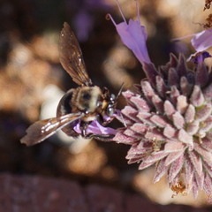 Xylocopa californica diamesa