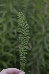 Achillea millefolium