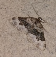 Epirrhoe galiata