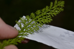 Achillea millefolium