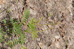Tephrosia virginiana