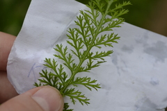 Achillea millefolium