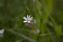 Stellaria graminea