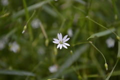 Stellaria graminea