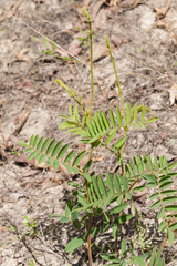 Tephrosia virginiana