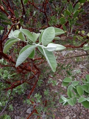 Buddleja sessiliflora