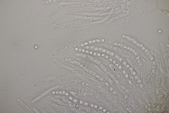 Trichoderma citrinum