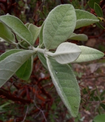 Buddleja sessiliflora