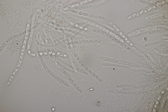Trichoderma citrinum