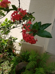 Ixora javanica