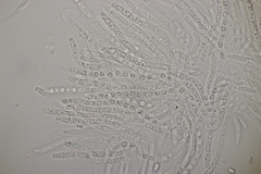 Trichoderma citrinum