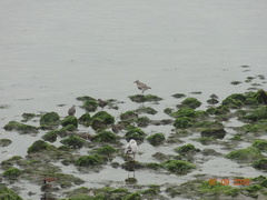 Pluvialis squatarola