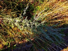 Artemisia absinthium
