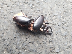 Lucanus barbarossa