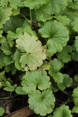 Puccinia glechomatis