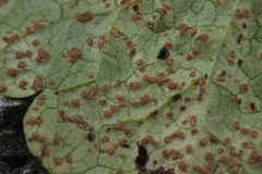 Puccinia glechomatis