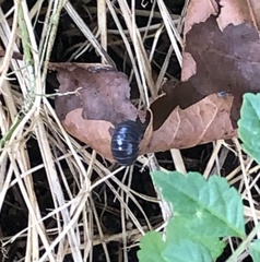 Armadillidium vulgare