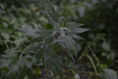 Leonurus quinquelobatus