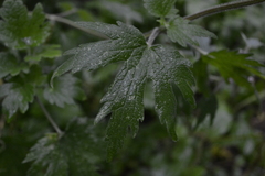 Leonurus quinquelobatus