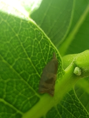 Cenopis diluticostana