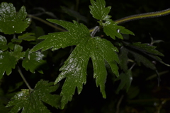 Leonurus quinquelobatus