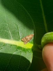 Cenopis diluticostana