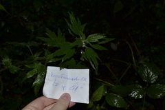 Leonurus quinquelobatus