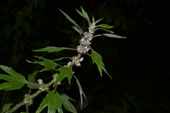 Leonurus quinquelobatus