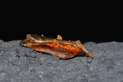 Acleris cristana