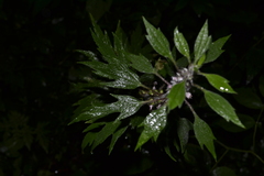 Leonurus quinquelobatus