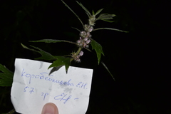 Leonurus quinquelobatus