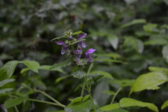 Lamium maculatum