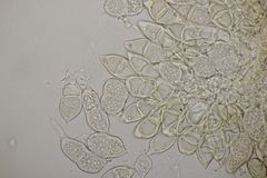 Puccinia glechomatis