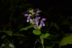 Lamium maculatum