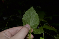 Lamium maculatum
