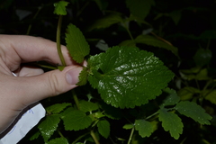 Lamium maculatum