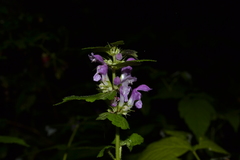 Lamium maculatum