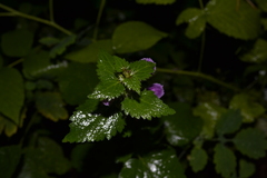 Lamium maculatum