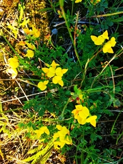 Lotus corniculatus
