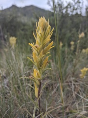Castilleja flava