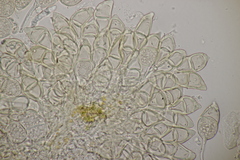 Puccinia glechomatis