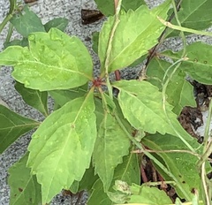 Parthenocissus quinquefolia