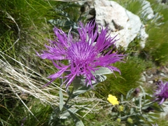 Centaurea uniflora