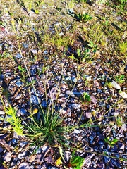 Scorzoneroides autumnalis