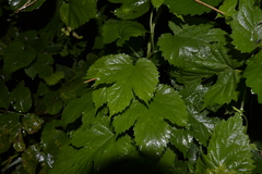 Humulus lupulus