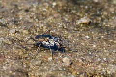 Ellipsoptera marginata