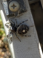 Phidippus audax