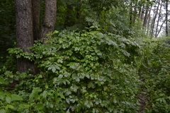 Humulus lupulus
