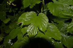 Humulus lupulus