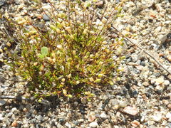 Sabulina dawsonensis